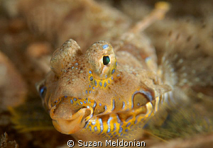 A Happy Dragonet ! by Suzan Meldonian 